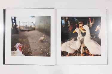 Alessandra Sanguinetti, On the Sixth Day