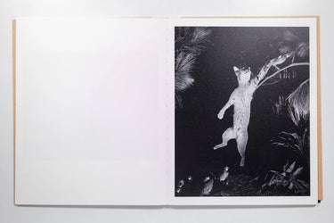 David Billet & Ian Kline - Rabbit / Hare