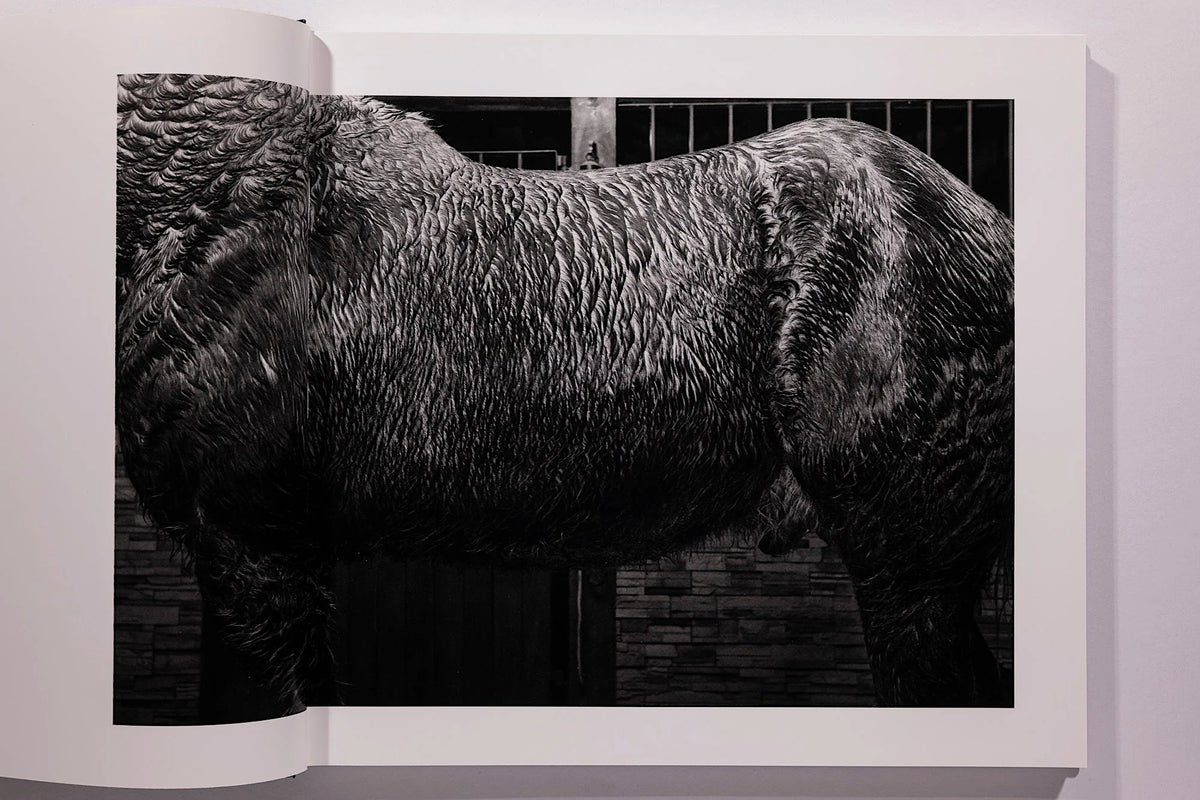 Alessandra Sanguinetti, Some Say Ice, Unsigned