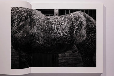Alessandra Sanguinetti, Some Say Ice, Unsigned