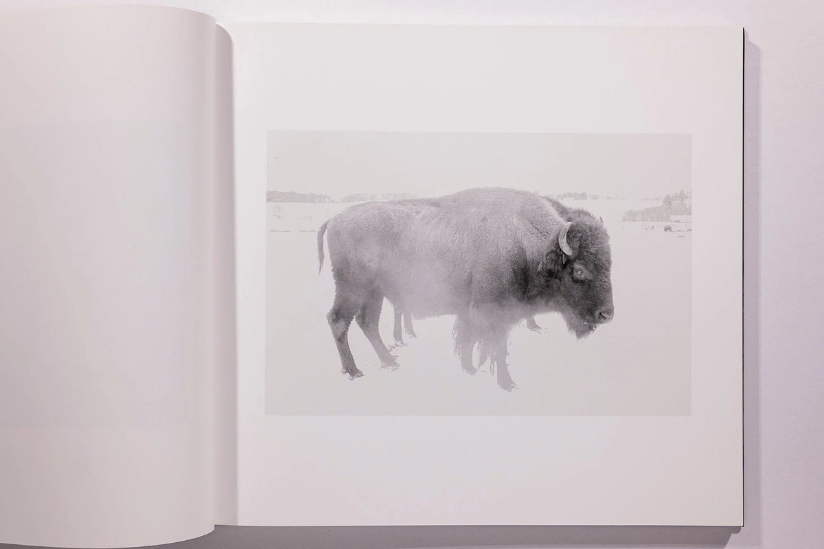 Alessandra Sanguinetti, Some Say Ice, Unsigned