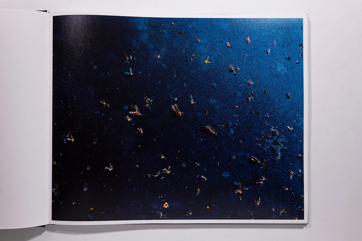 Phil Jung, Windscreen