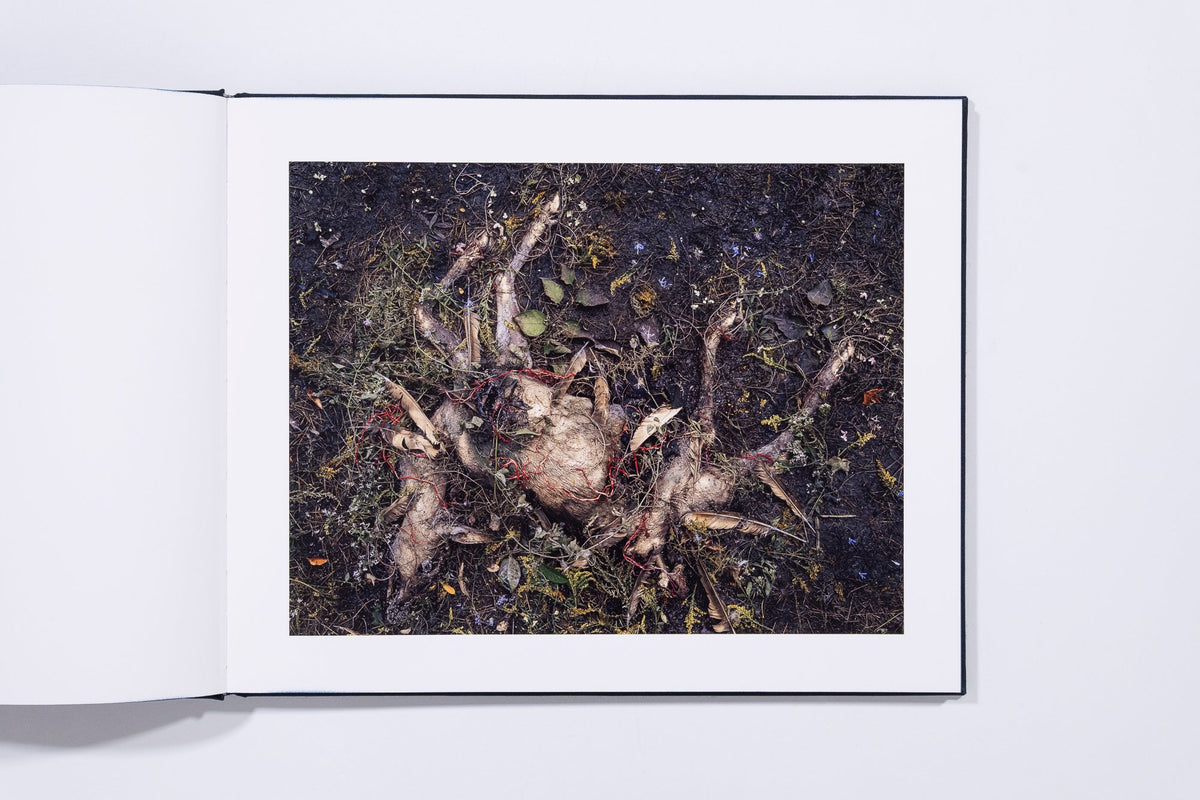 Deer - Tanya Marcuse — photo 3