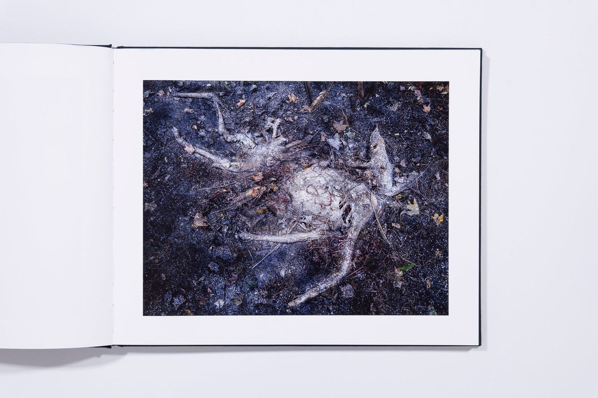 Deer - Tanya Marcuse — photo 4