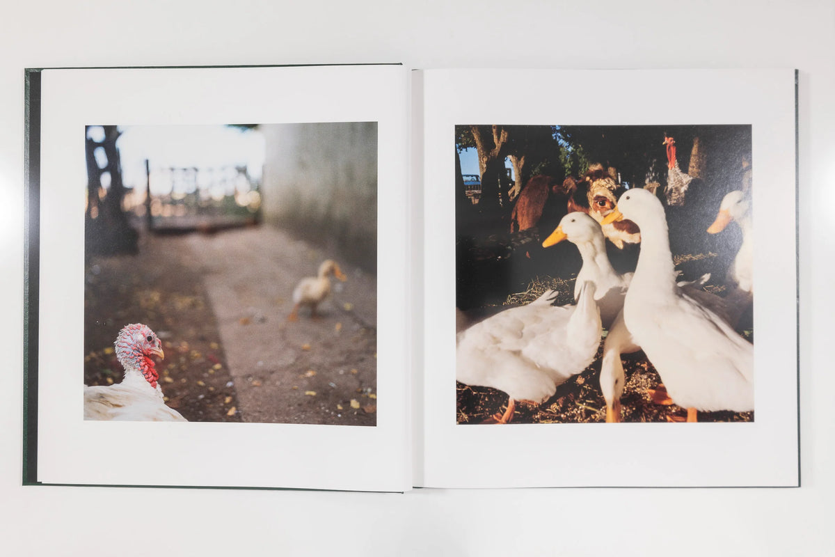 Alessandra Sanguinetti, On the Sixth Day