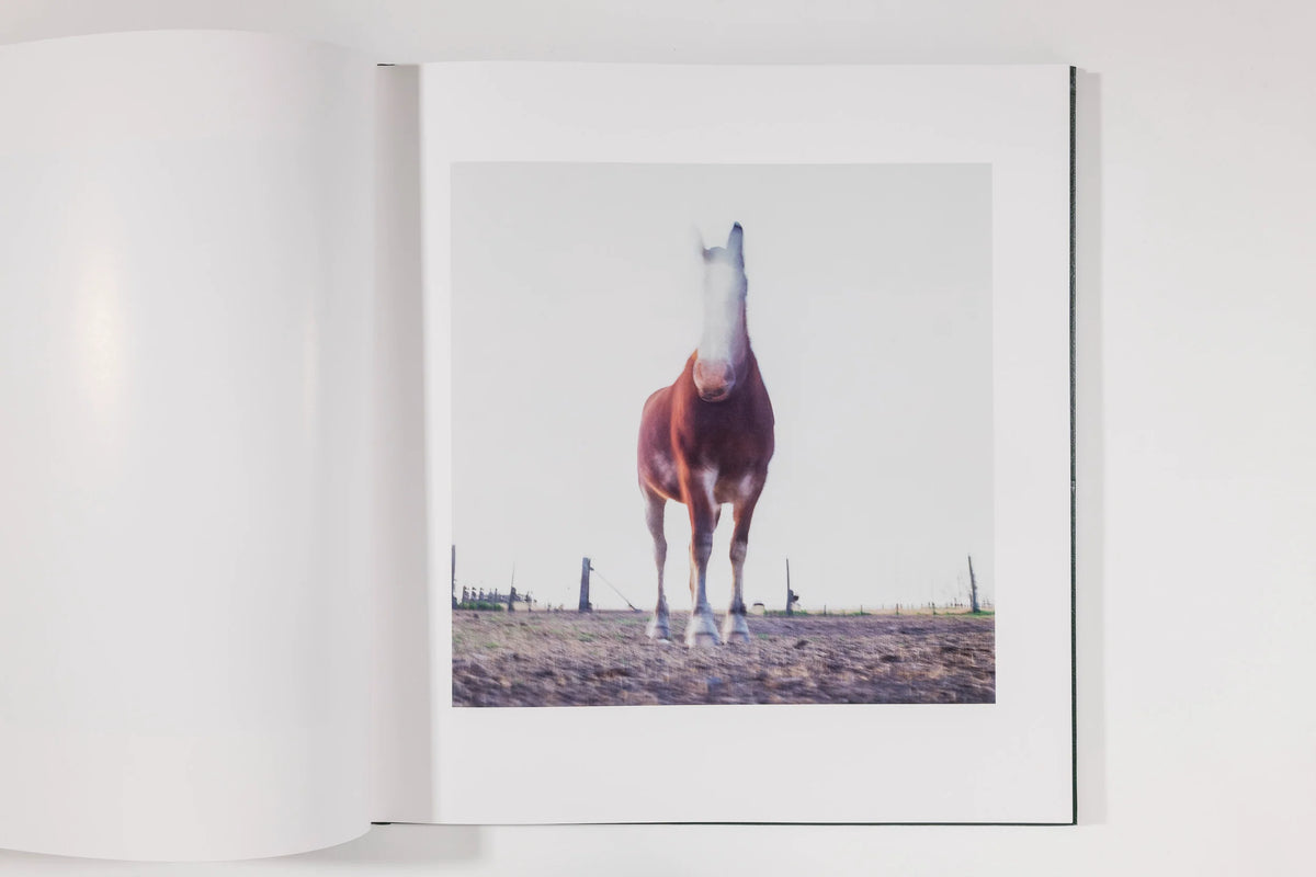 Alessandra Sanguinetti, On the Sixth Day