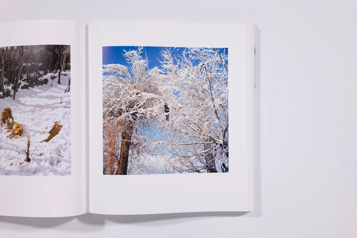 Snow - Sohrab Hura