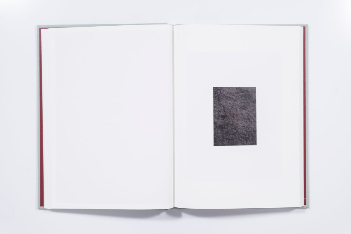 Teresa Freitas Flower(s) - Vol. 1