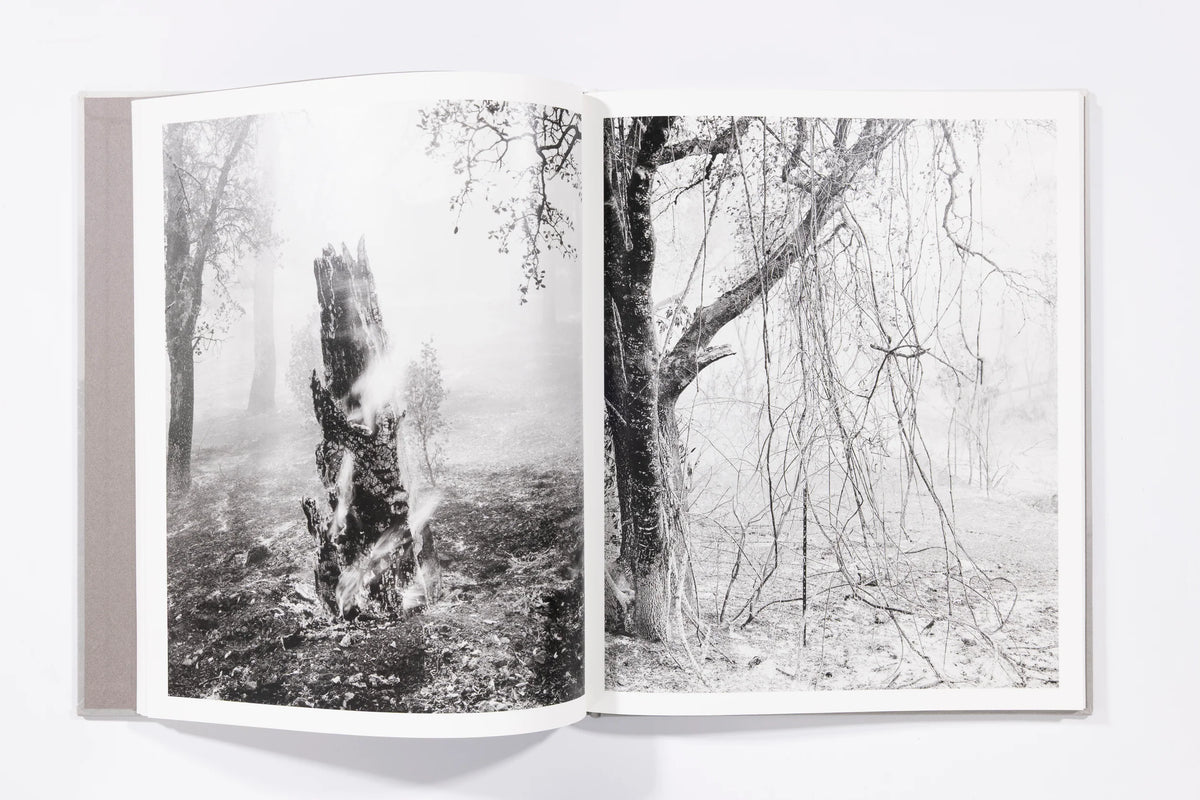 The Weight of Ash - Ian Bates