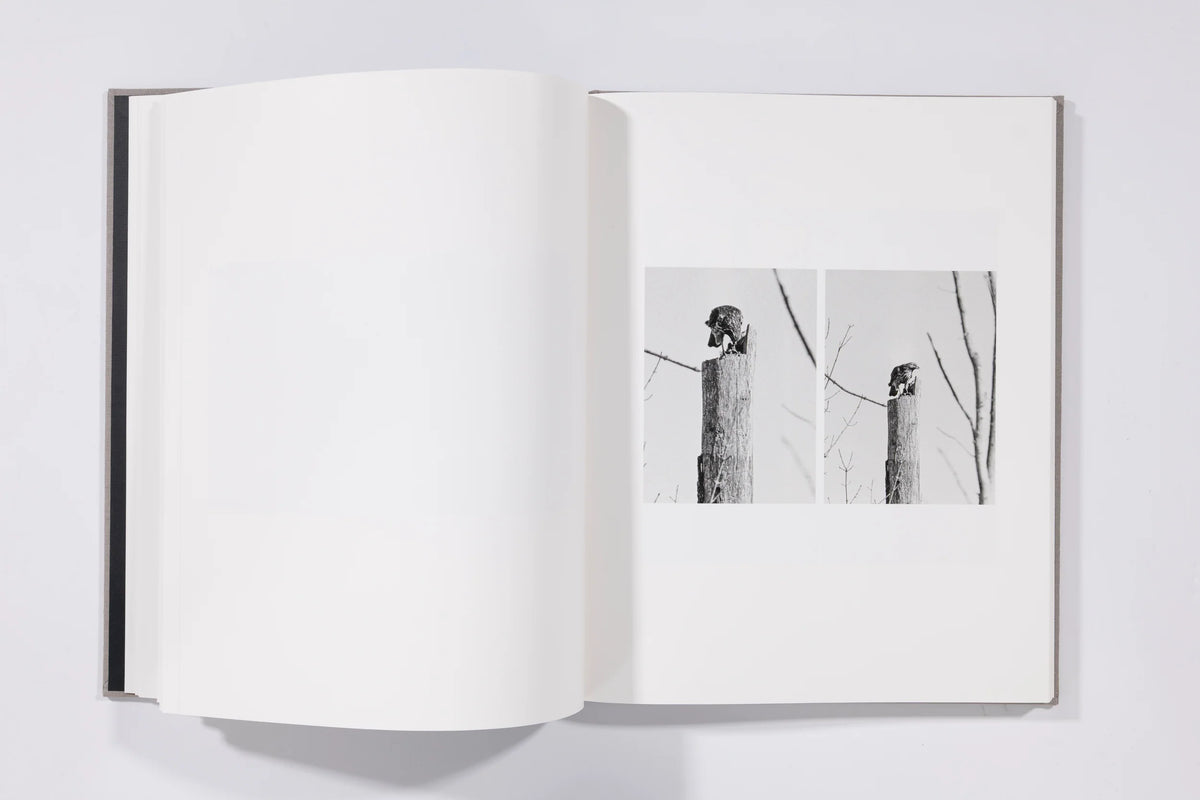 The Seraphim - Jesse Lenz