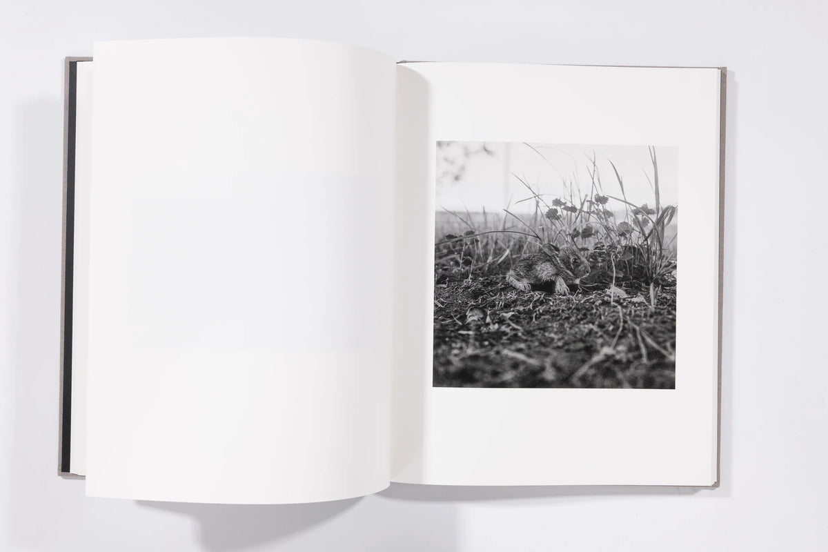 The Seraphim - Jesse Lenz
