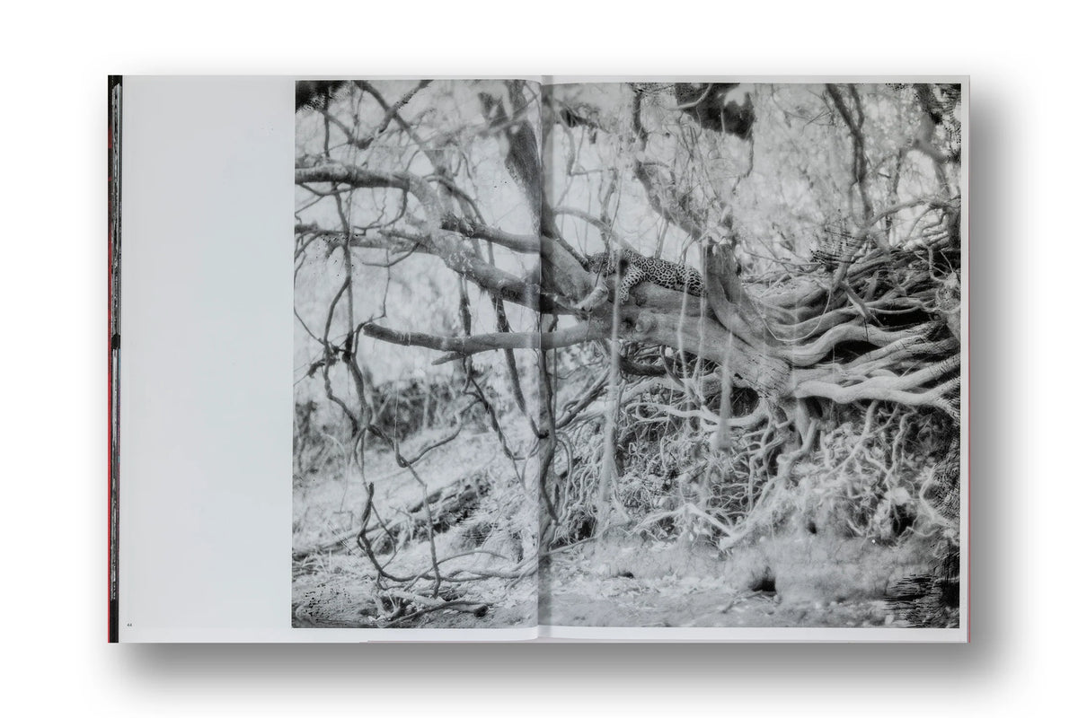 Richard Mosse, Broken Spectre